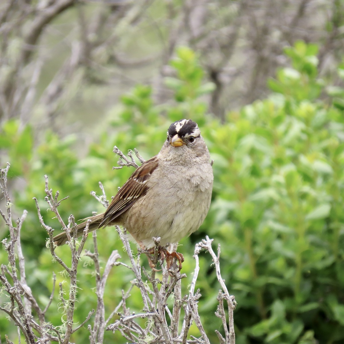 White-crowned Sparrow - ML619116392