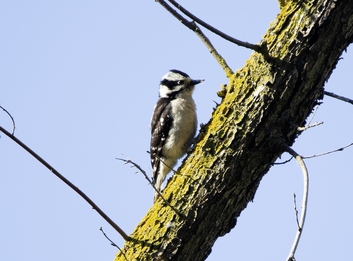 Downy Woodpecker - ML619116400