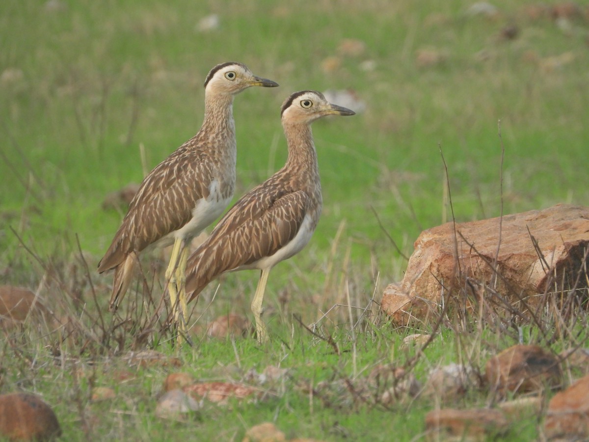 Double-striped Thick-knee - ML619116440