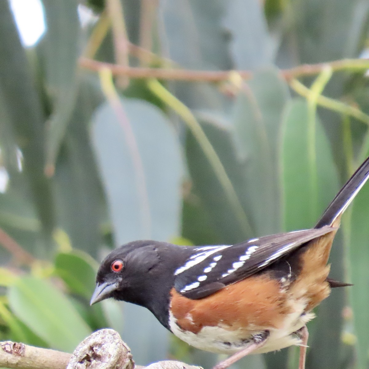 Spotted Towhee - ML619116444