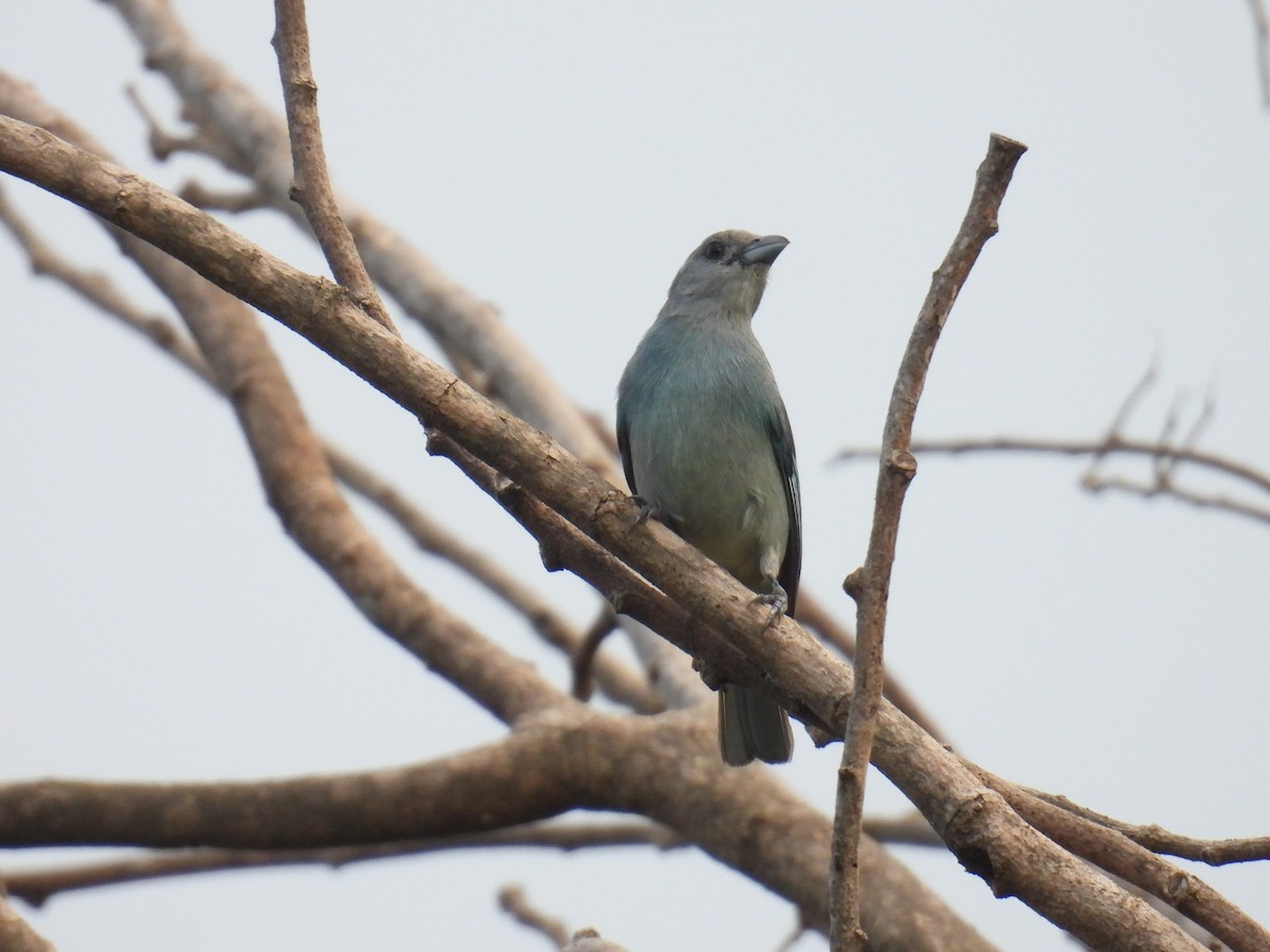 Glaucous Tanager - ML619116468