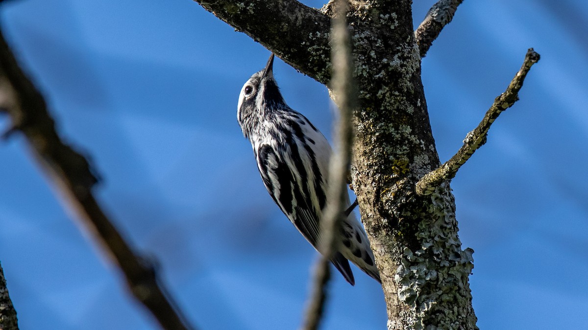 Black-and-white Warbler - ML619116476