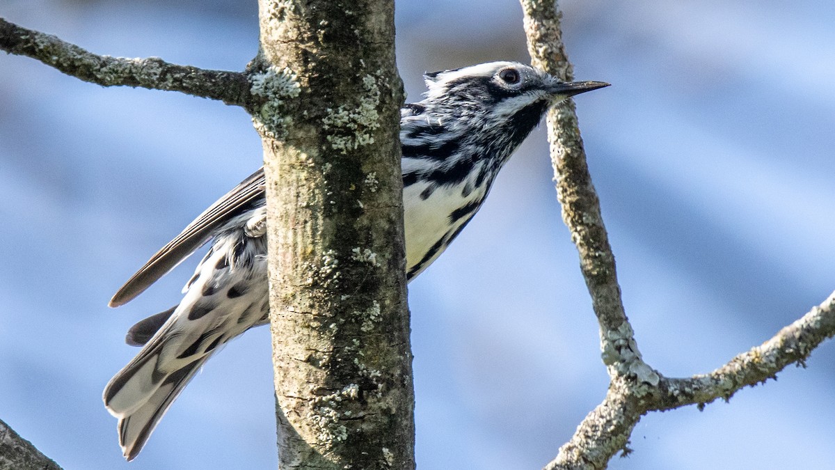 Black-and-white Warbler - ML619116477