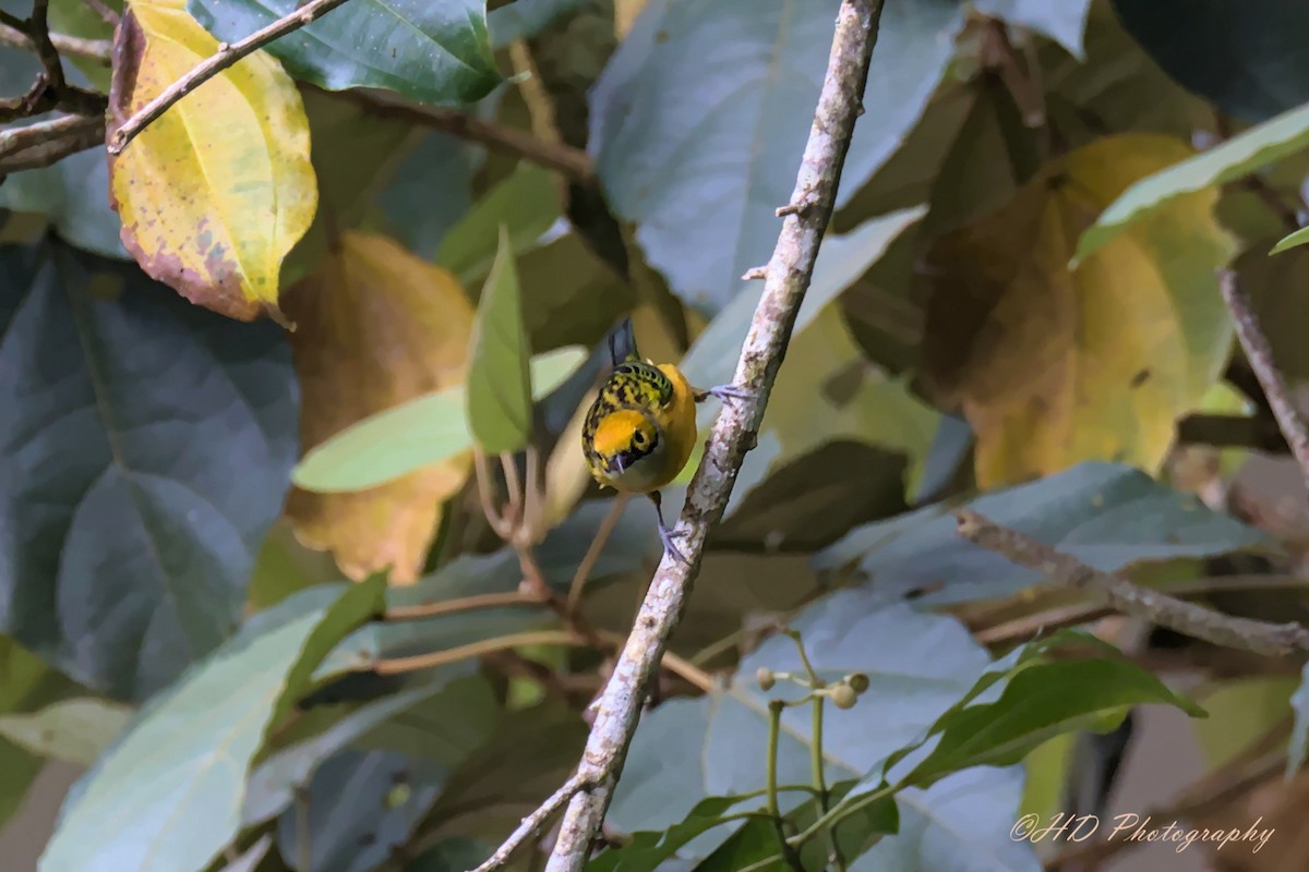 Silver-throated Tanager - ML619116512