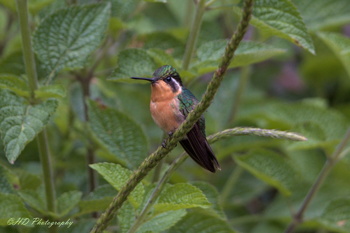 kolibřík fialovohrdlý - ML619116521