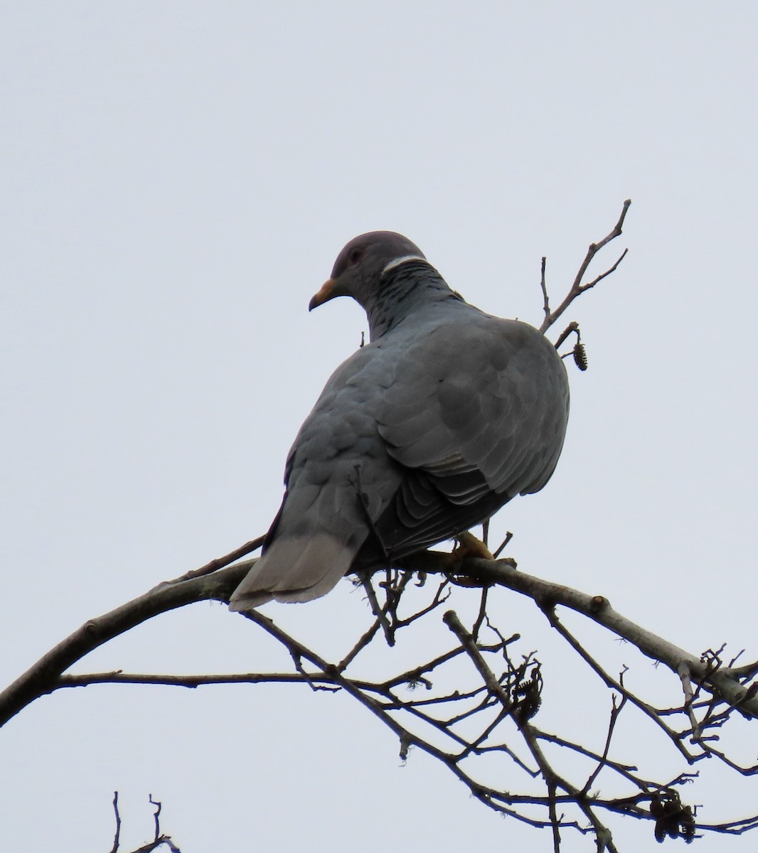Band-tailed Pigeon - ML619116537