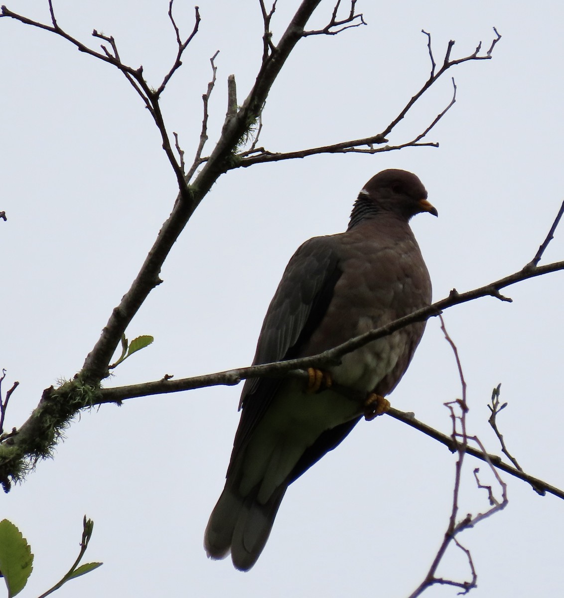Band-tailed Pigeon - ML619116538