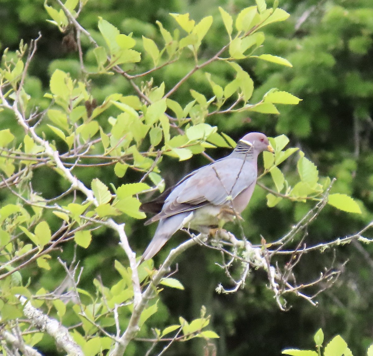 Band-tailed Pigeon - ML619116539