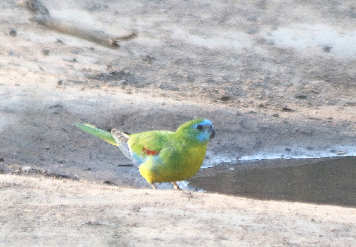Turquoise Parrot - ML619116575