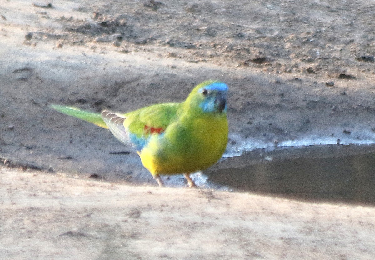 Turquoise Parrot - ML619116577