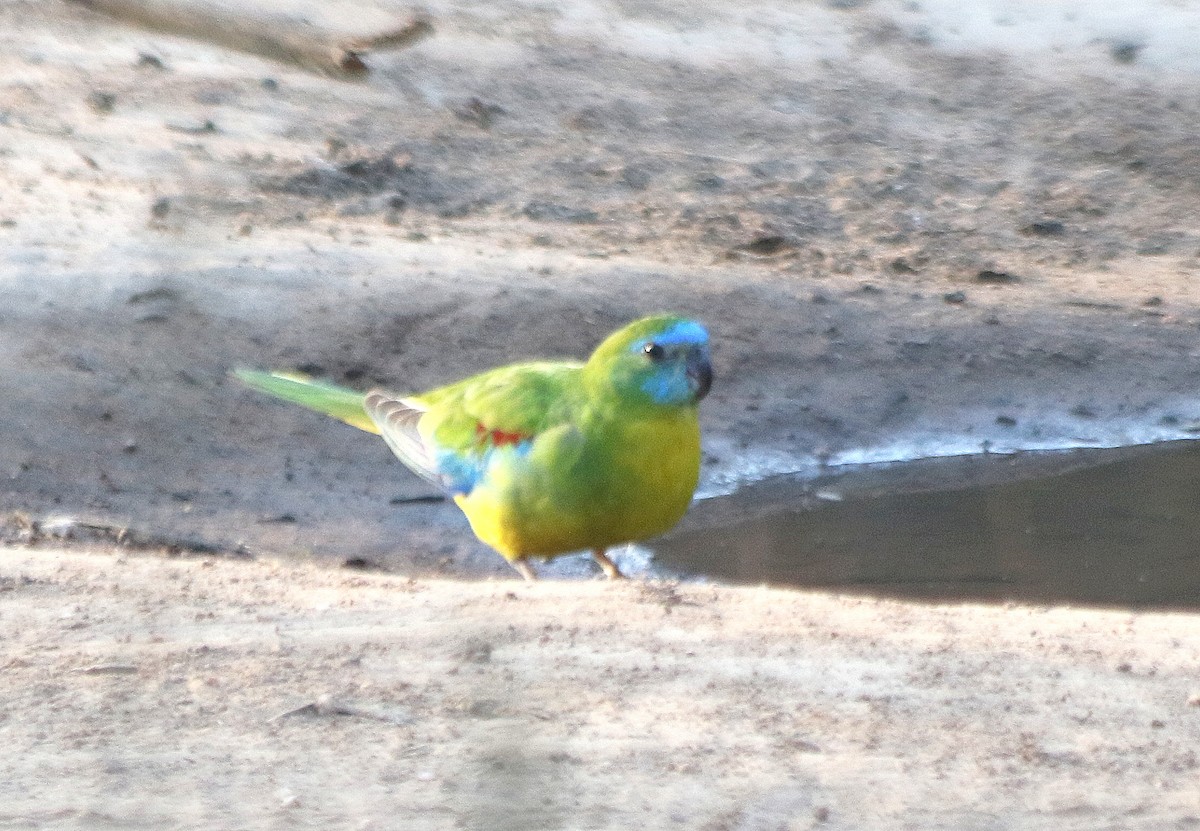 Turquoise Parrot - ML619116578
