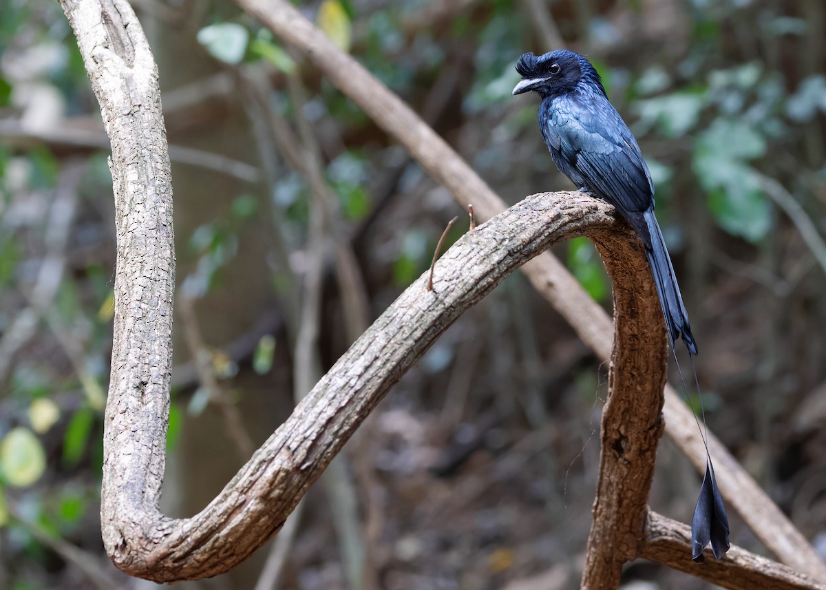 Greater Racket-tailed Drongo - ML619116593
