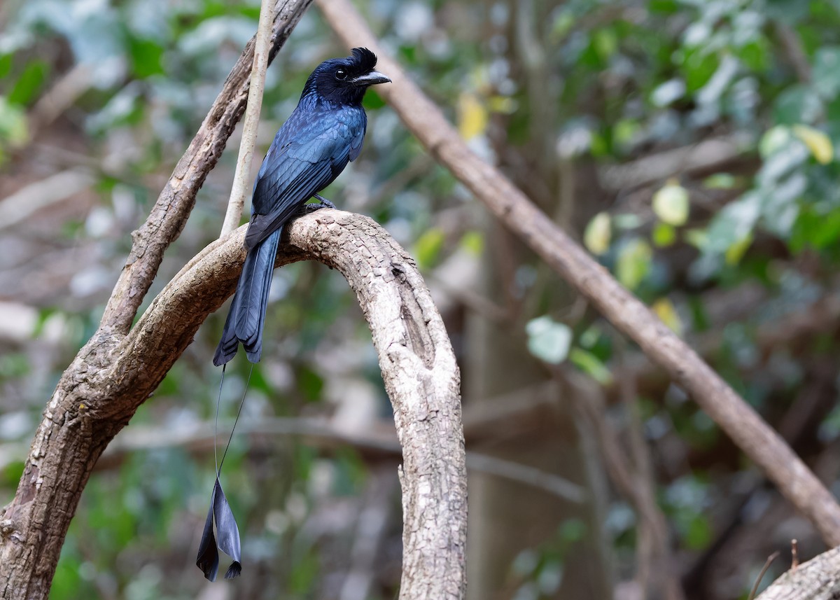 Greater Racket-tailed Drongo - ML619116594