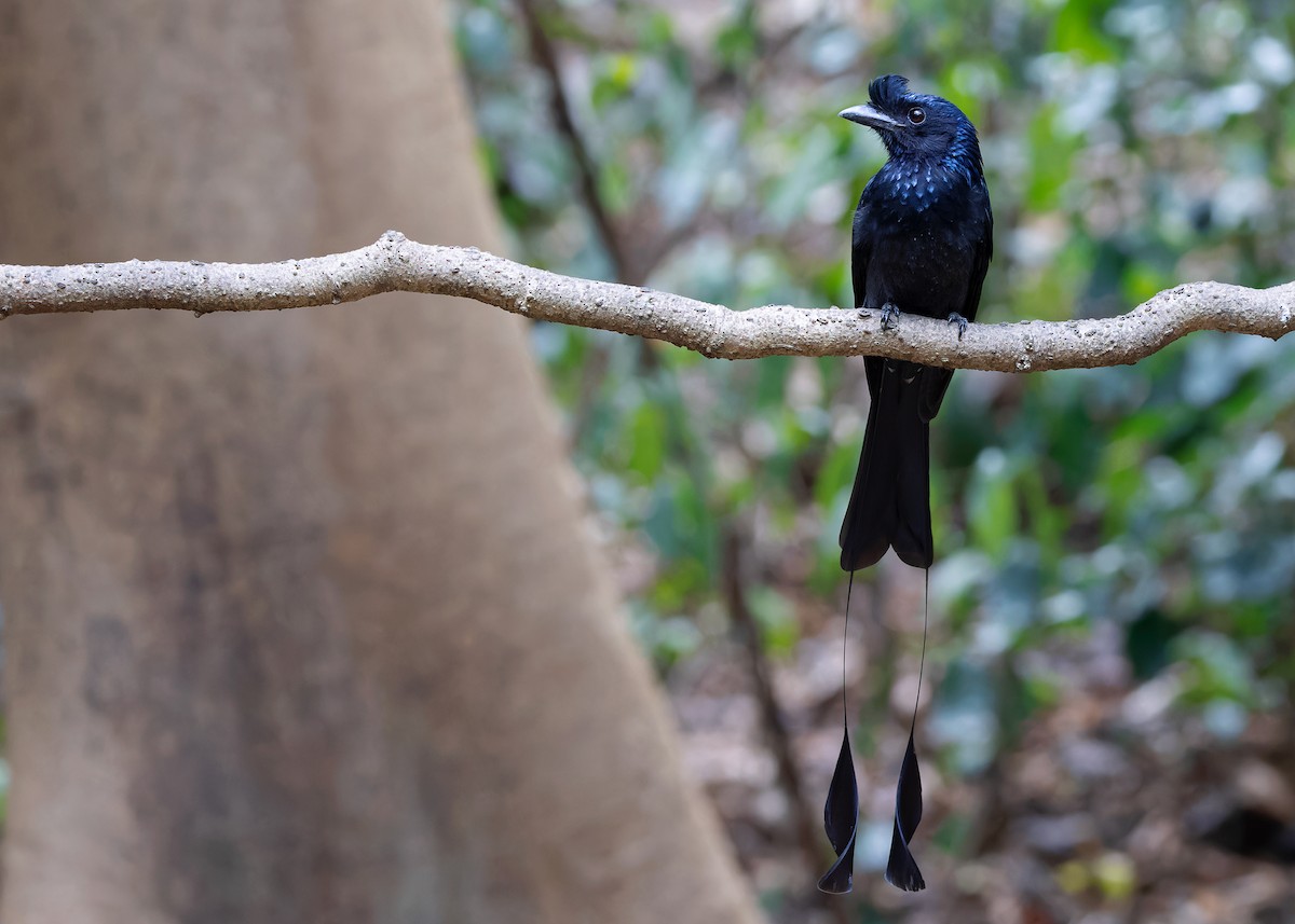 Greater Racket-tailed Drongo - ML619116595