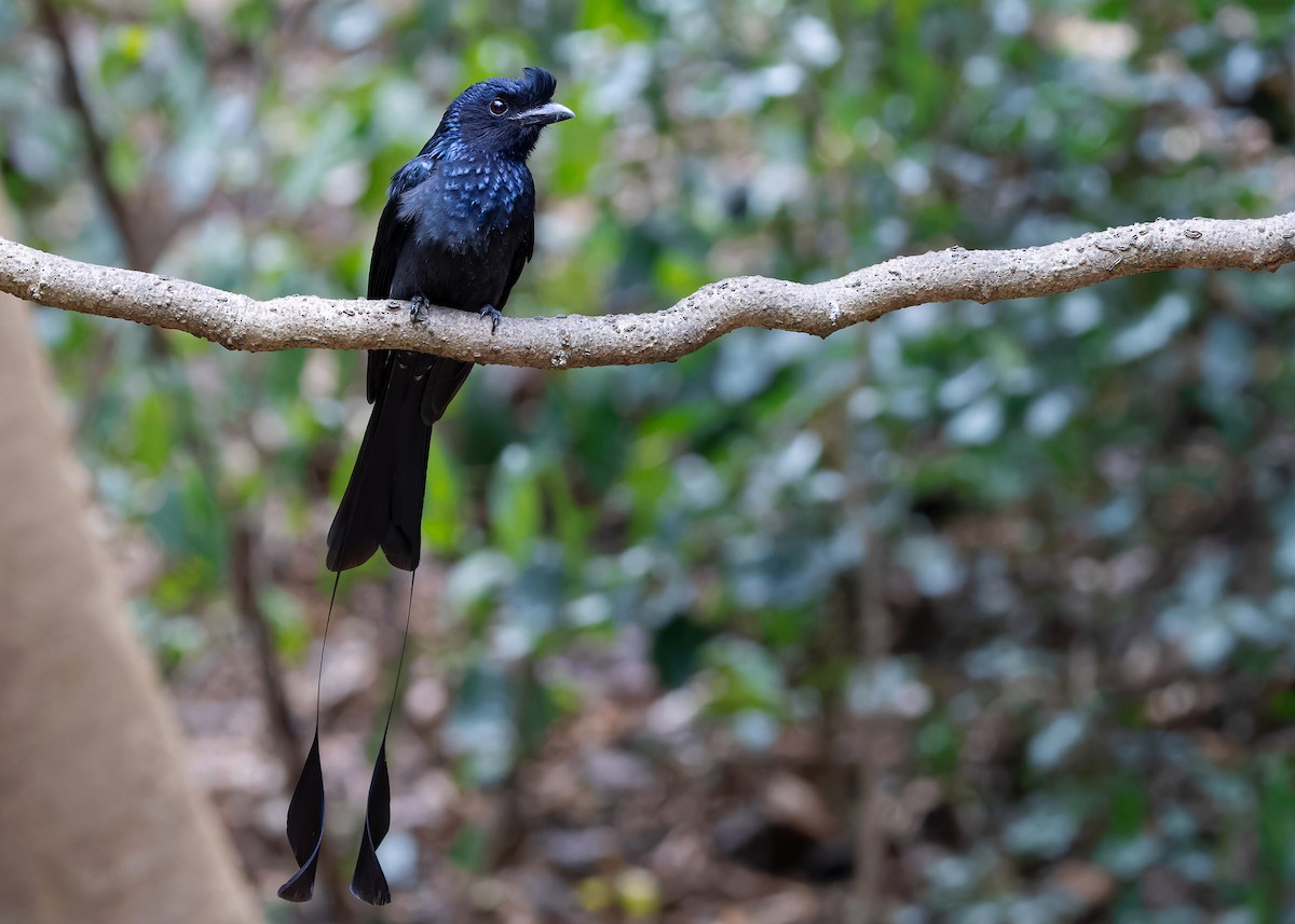 Greater Racket-tailed Drongo - ML619116596