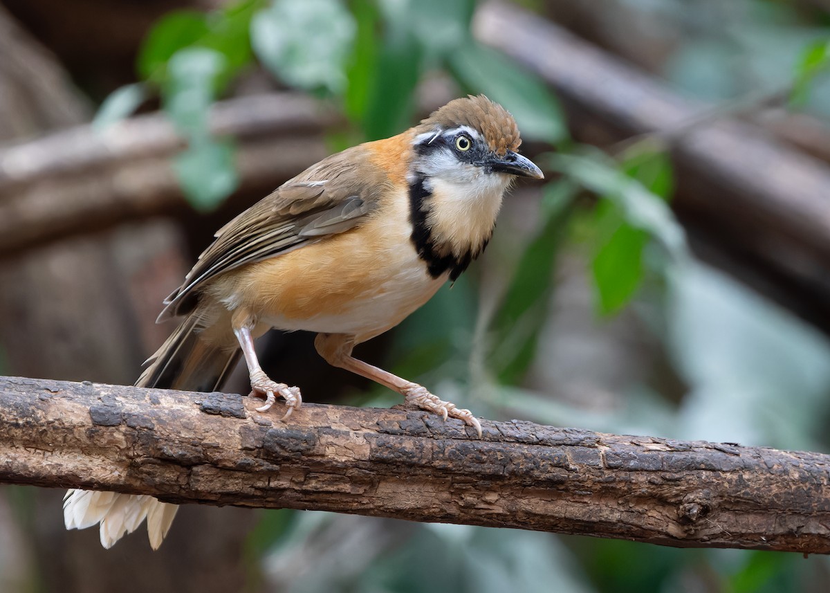 Lesser Necklaced Laughingthrush - ML619116615