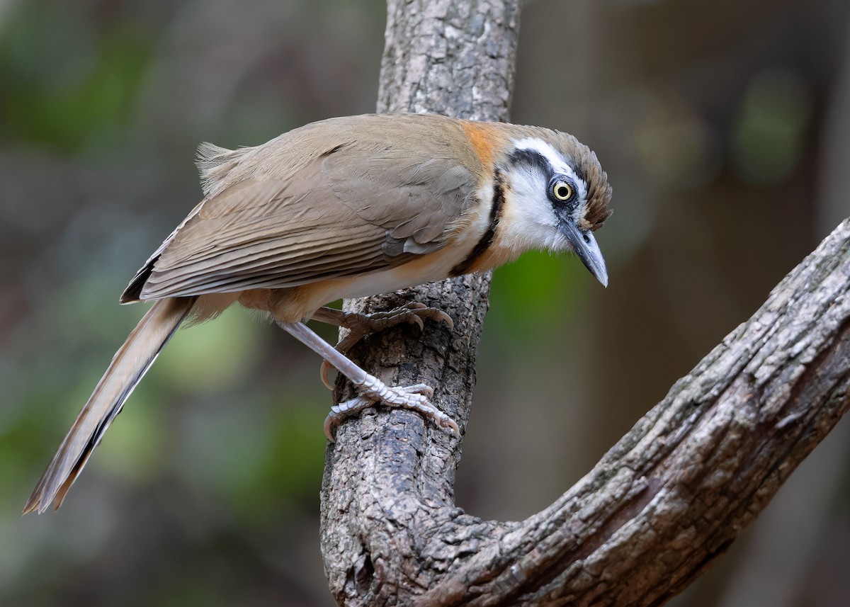 Lesser Necklaced Laughingthrush - ML619116617