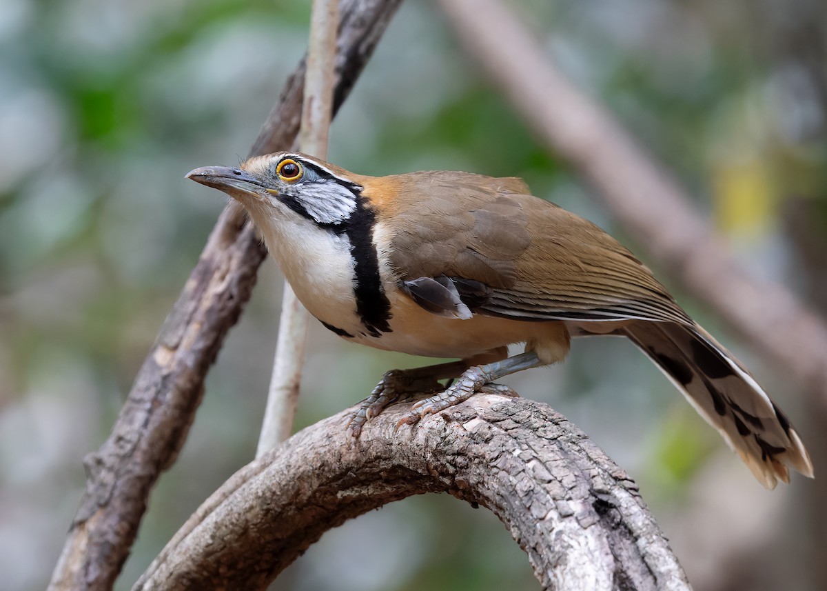 Greater Necklaced Laughingthrush - ML619116639
