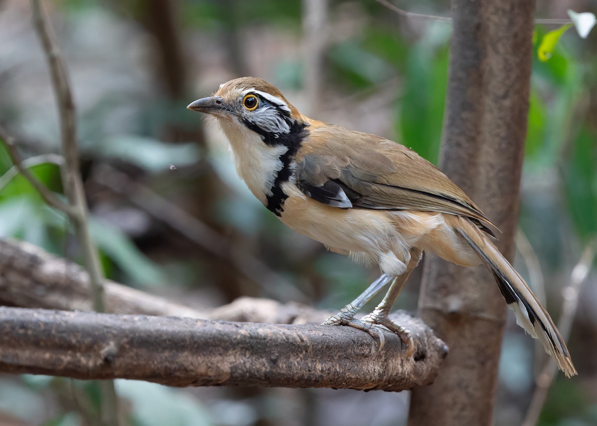 Greater Necklaced Laughingthrush - ML619116641