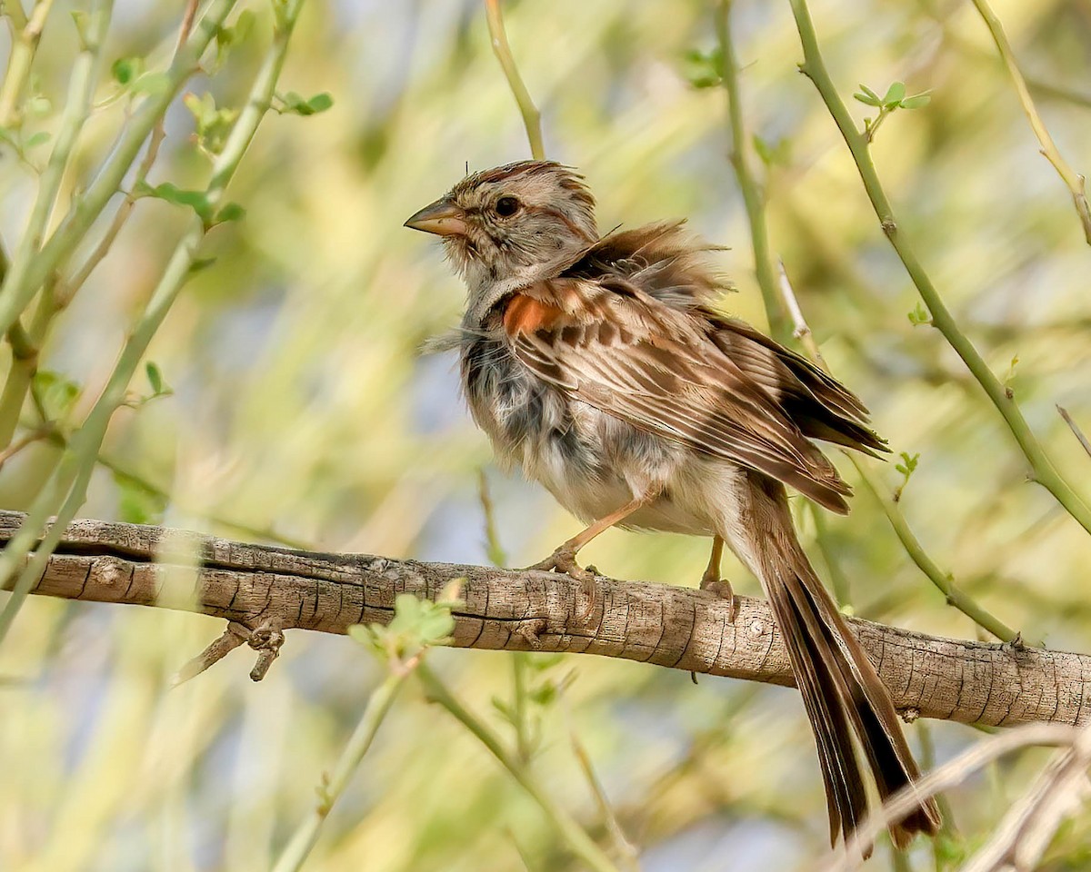 Rufous-winged Sparrow - ML619116653