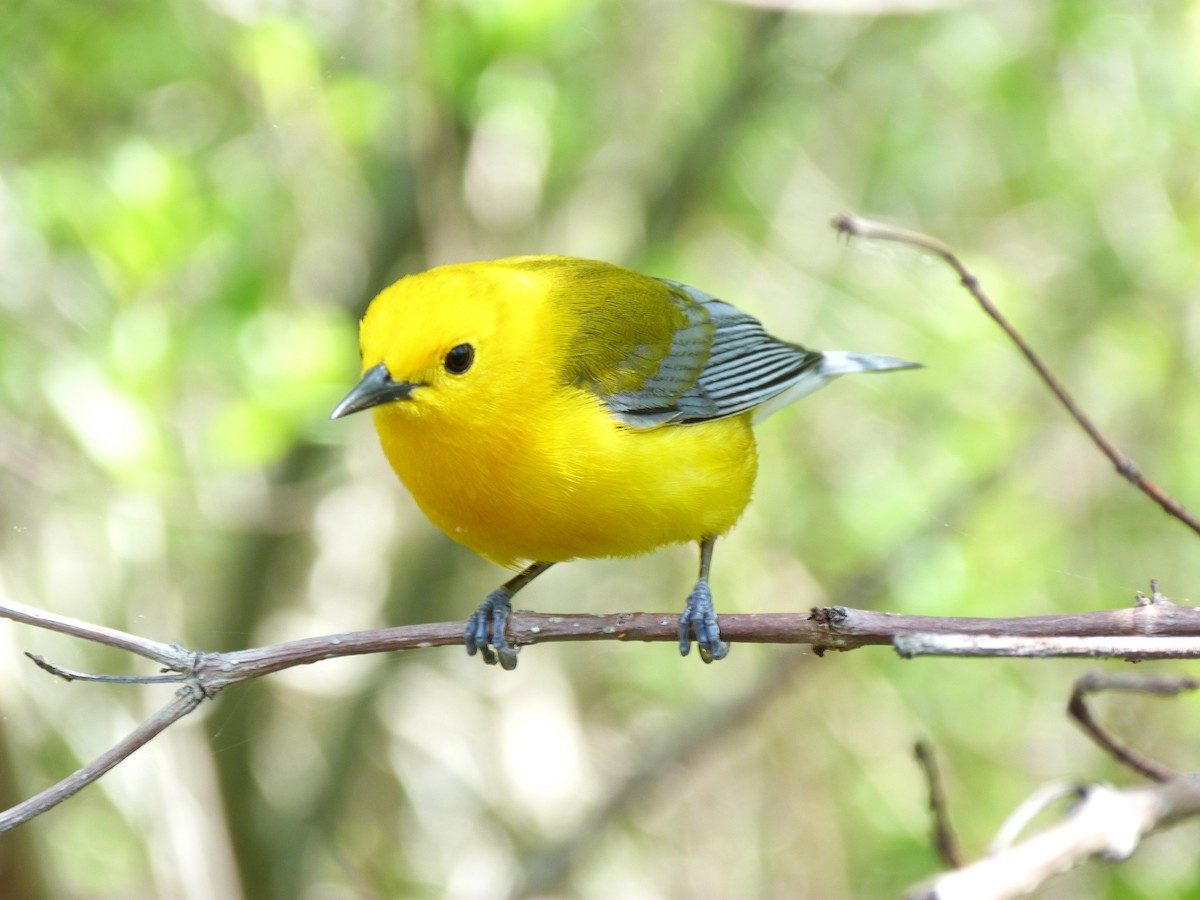 Prothonotary Warbler - ML619116656