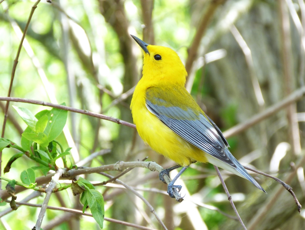 Prothonotary Warbler - ML619116657