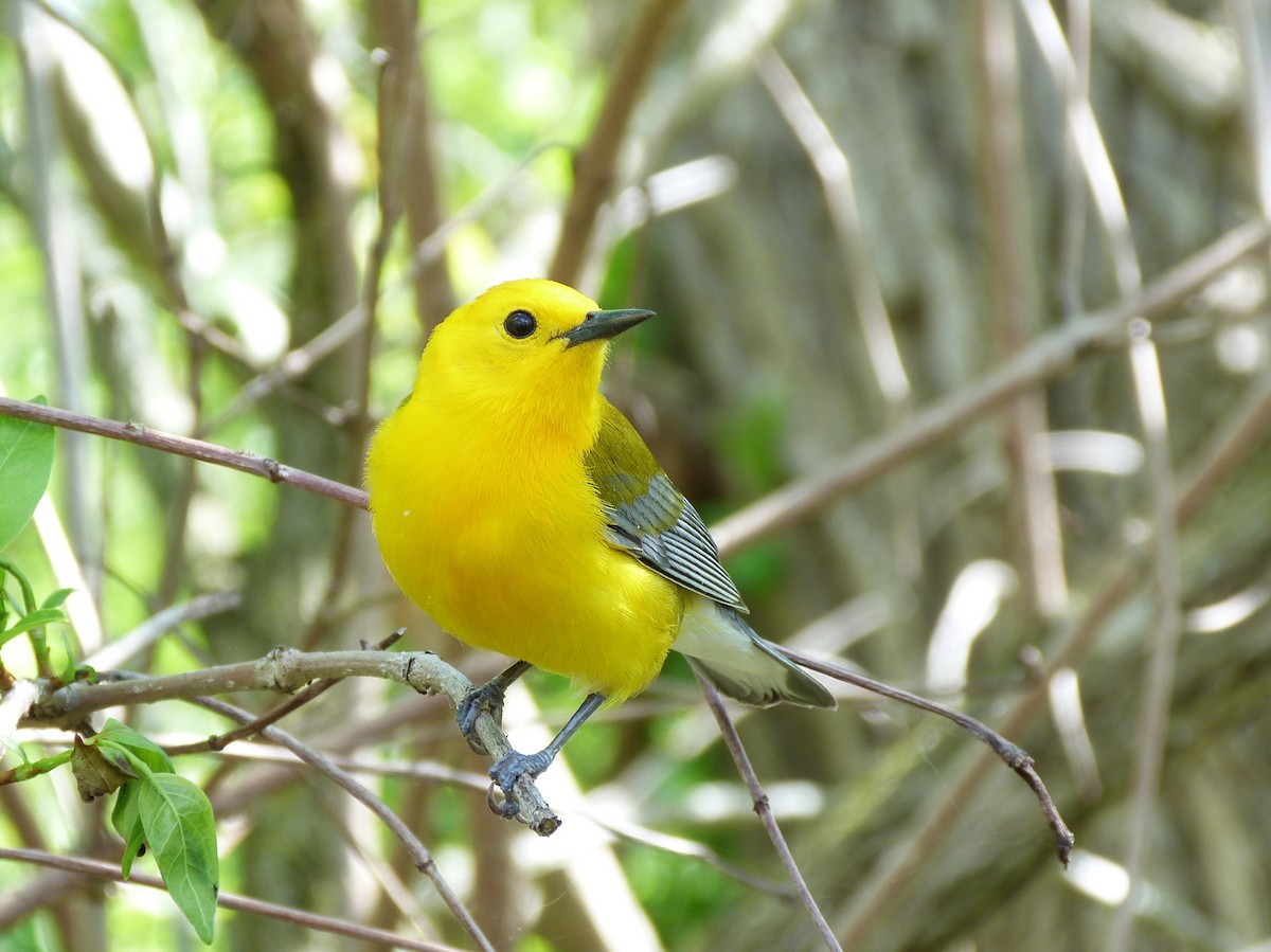 Prothonotary Warbler - ML619116658