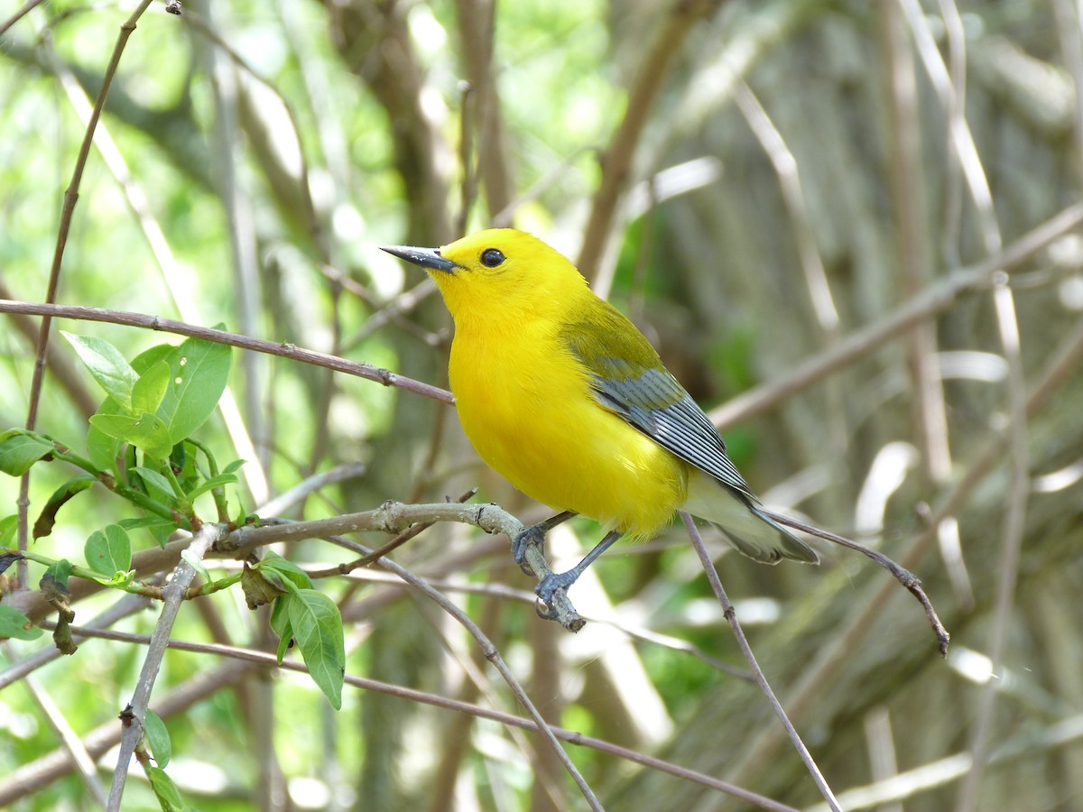 Prothonotary Warbler - ML619116659
