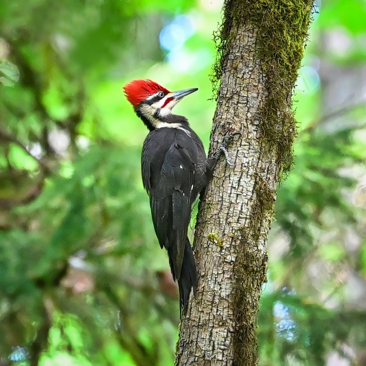 Pileated Woodpecker - ML619116670