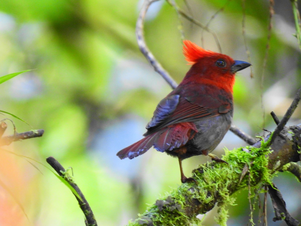Crested Ant-Tanager - ML619116671