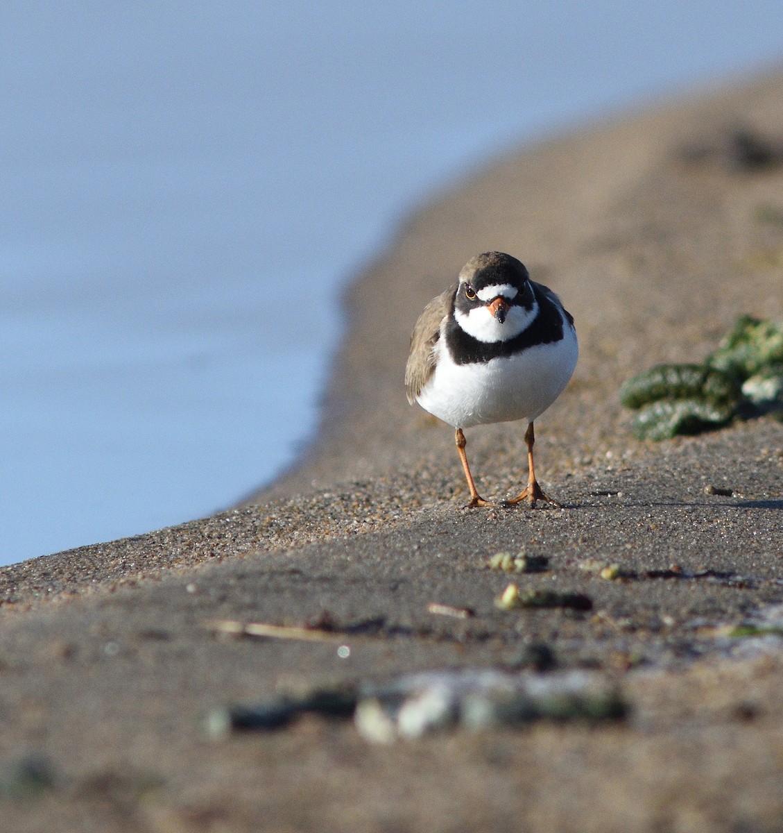 Semipalmated Plover - ML619116690