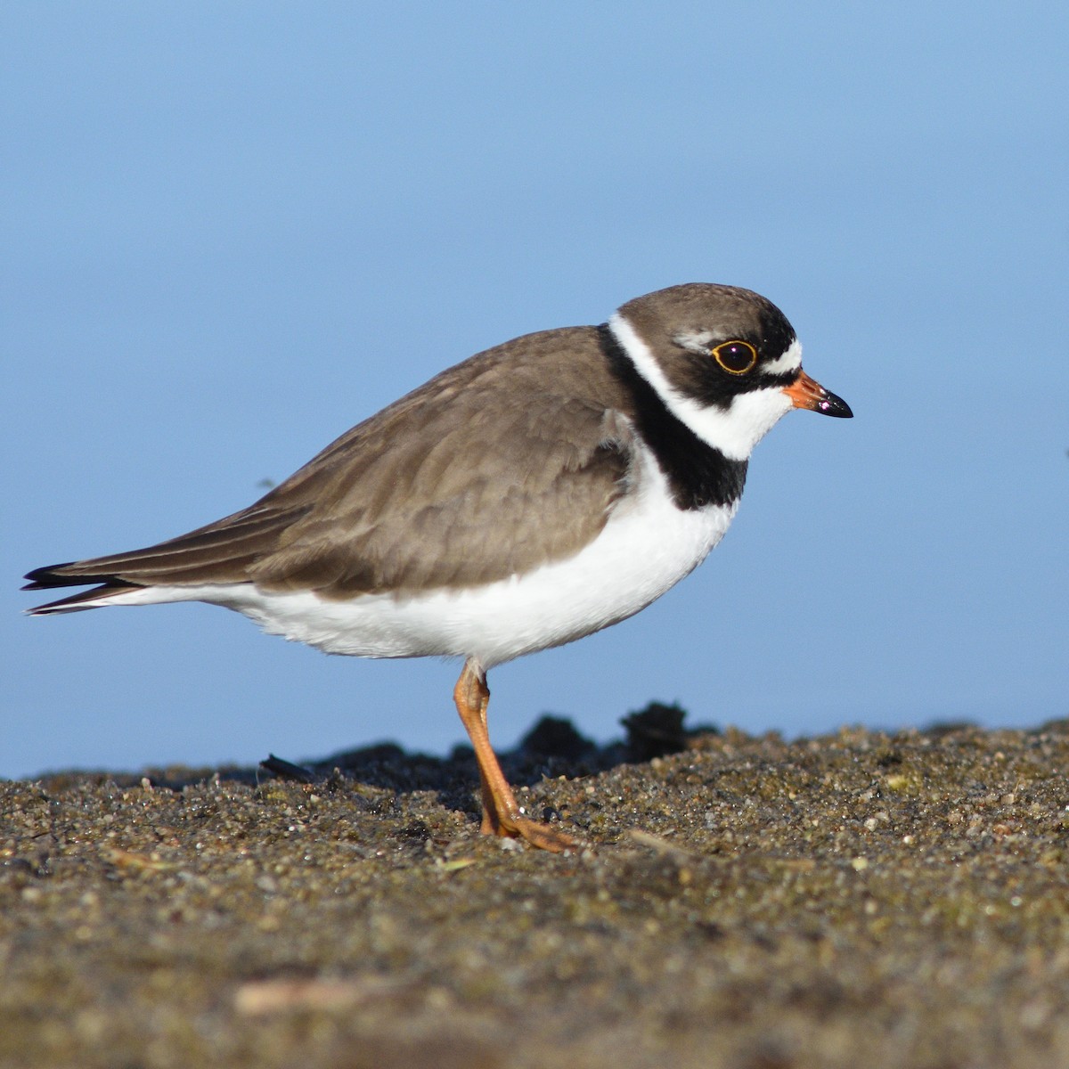 Semipalmated Plover - ML619116691