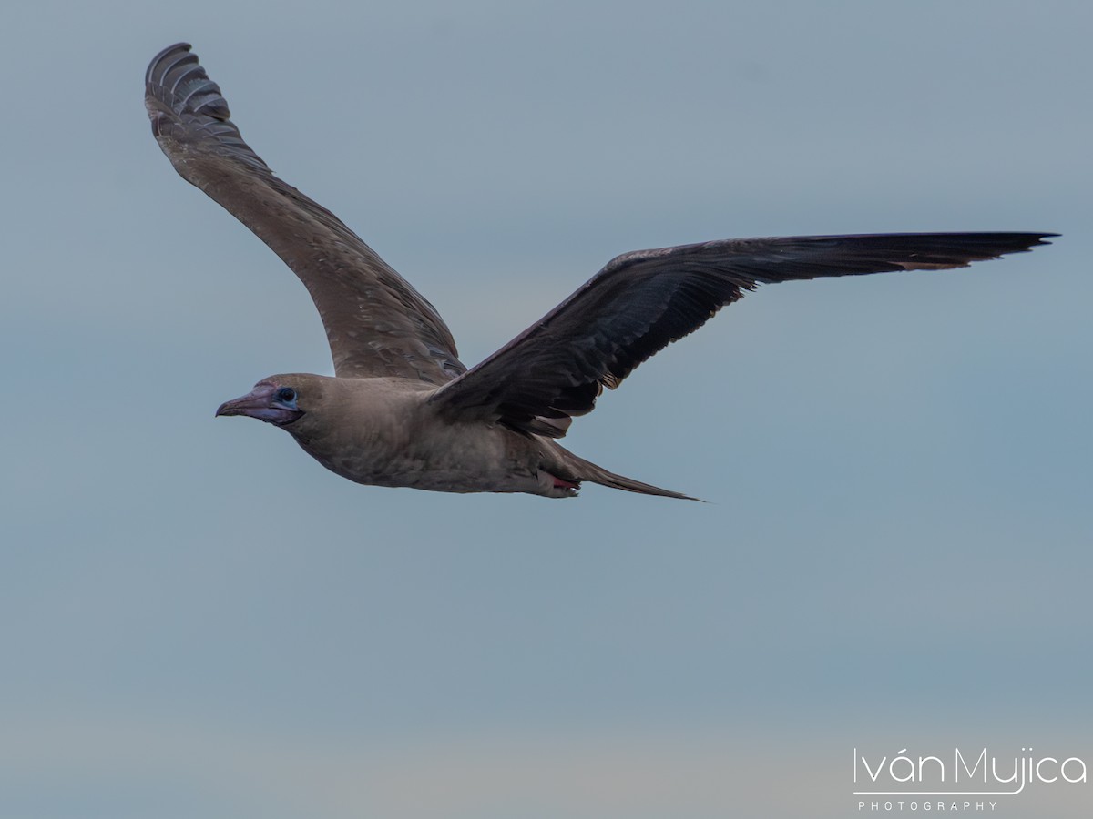 Red-footed Booby - ML619116699