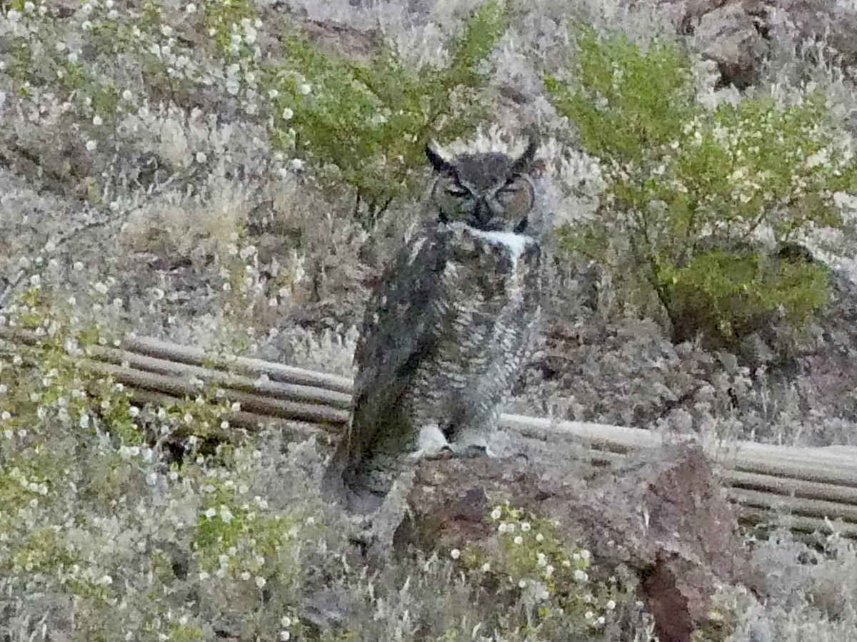 Great Horned Owl - ML619116711