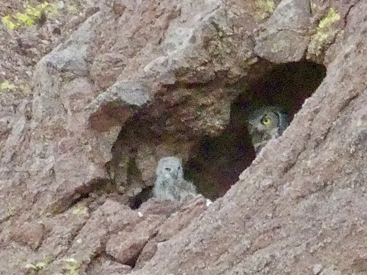 Great Horned Owl - ML619116712