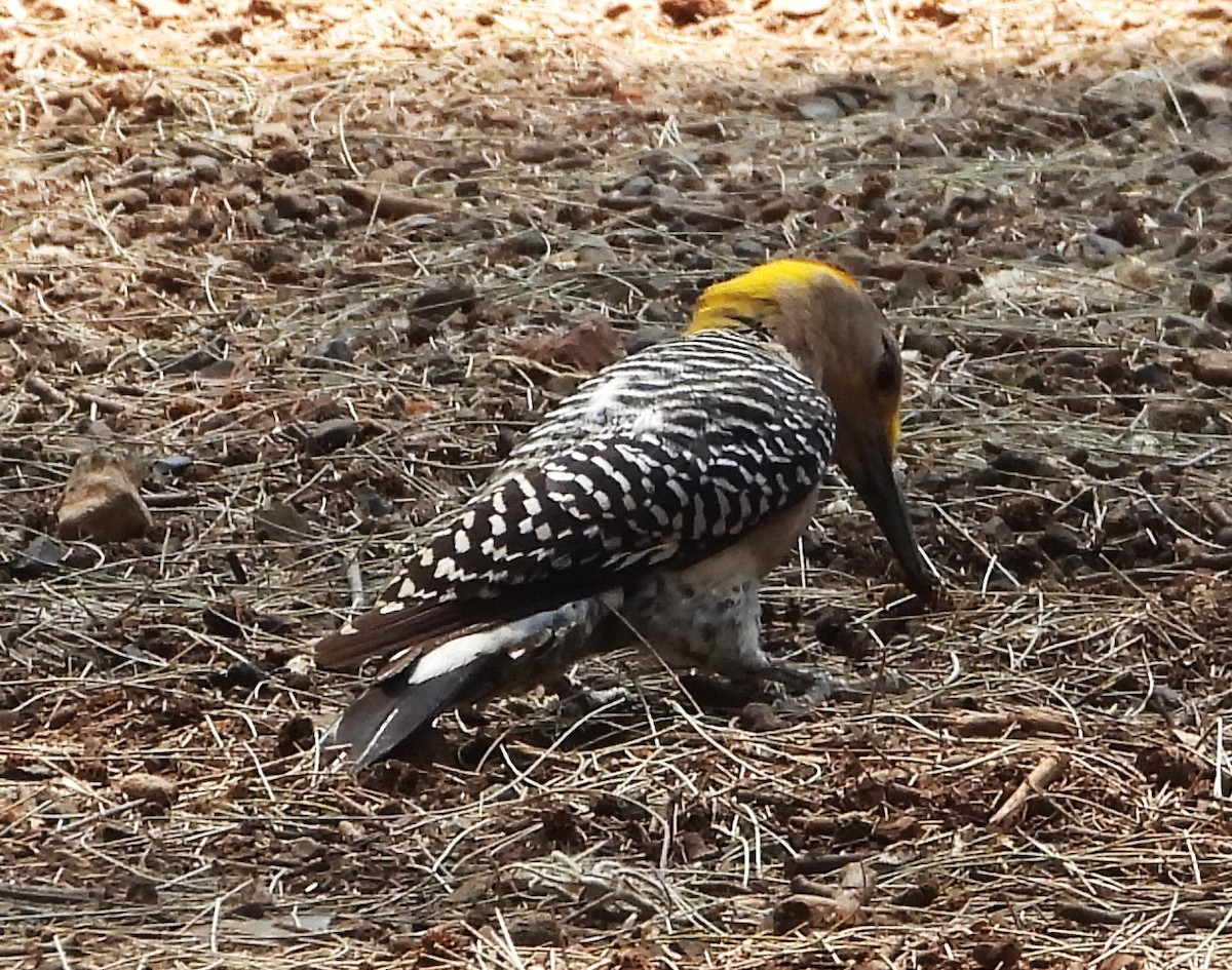Golden-fronted Woodpecker - ML619116719