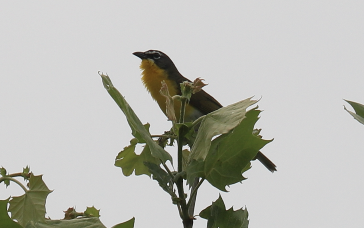 Yellow-breasted Chat - ML619116757
