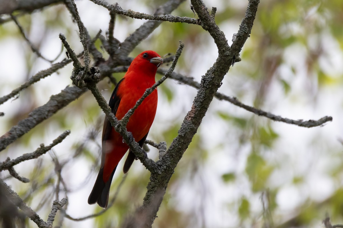 Scarlet Tanager - ML619116785