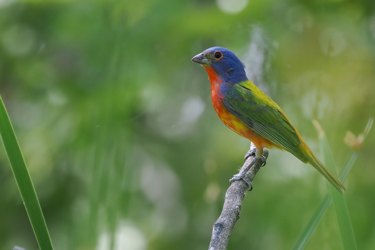 Painted Bunting - ML619116819