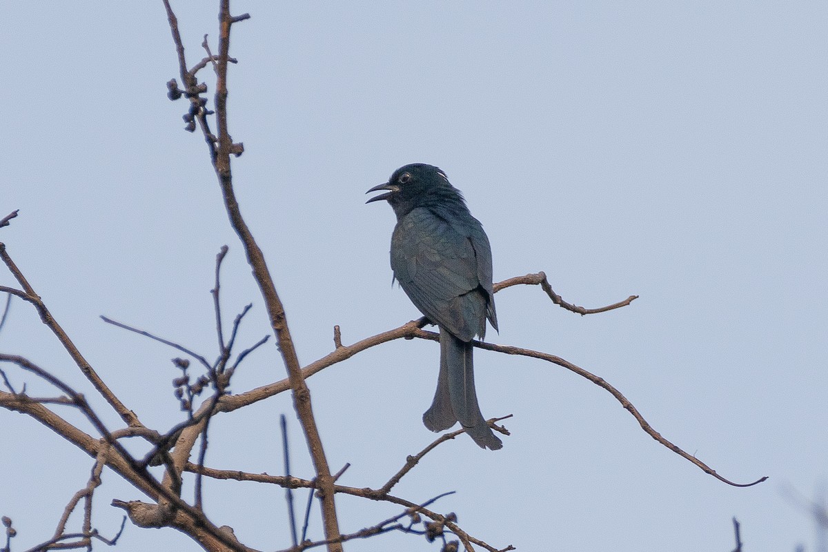 Fork-tailed Drongo-Cuckoo - ML619116833