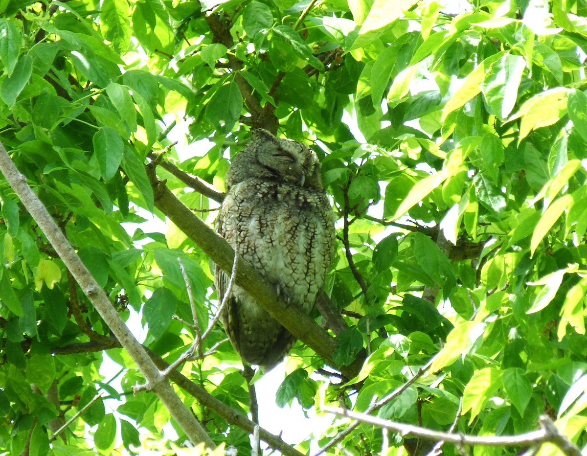Eastern Screech-Owl - ML619116883