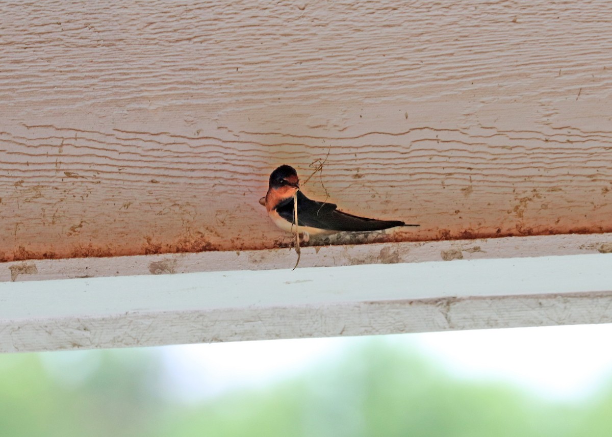 Barn Swallow (American) - ML619116923