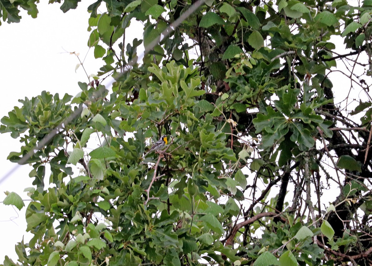 Yellow-throated Warbler - ML619116932