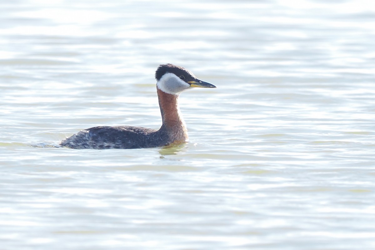 Red-necked Grebe - ML619116960