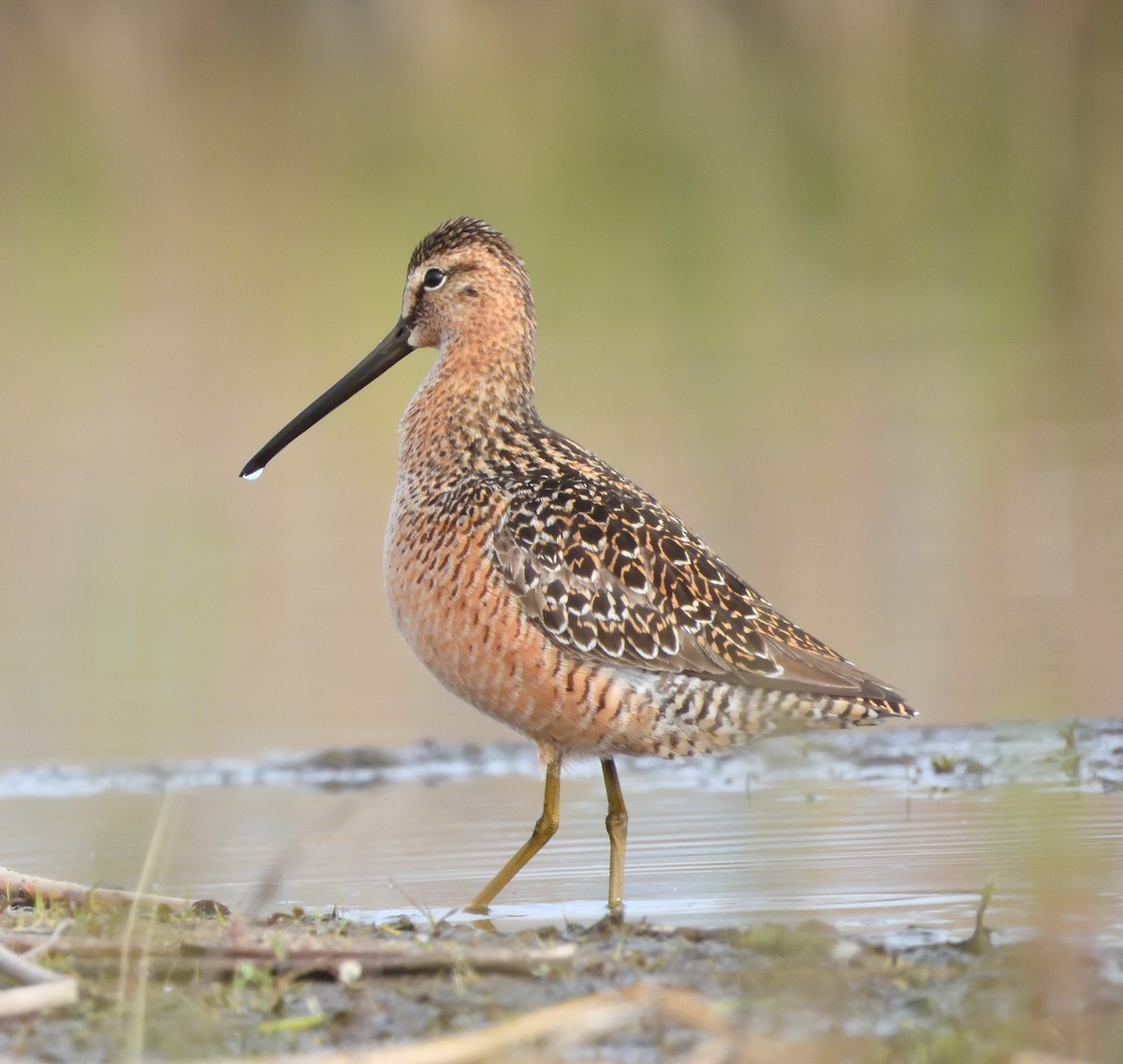 Long-billed Dowitcher - ML619117016
