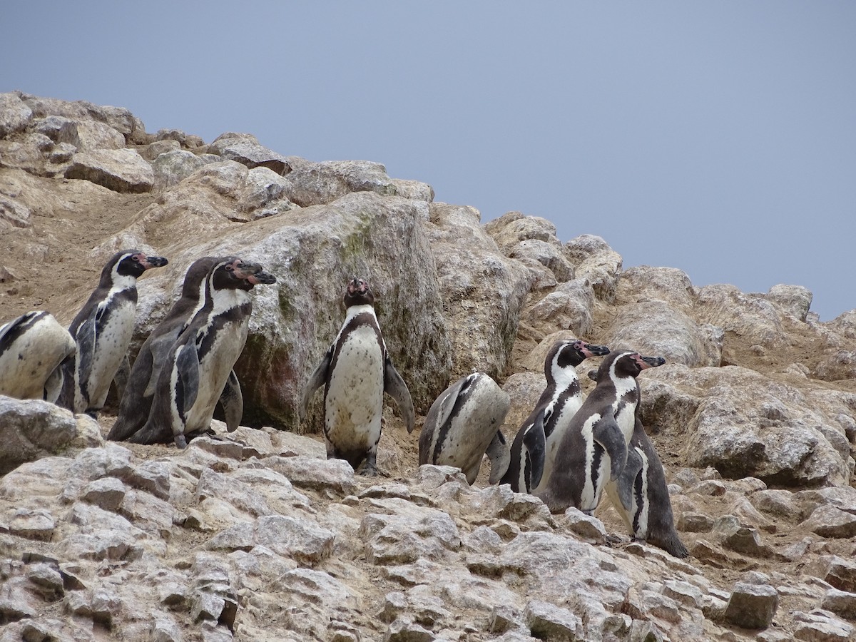 tučňák Humboldtův - ML619117027
