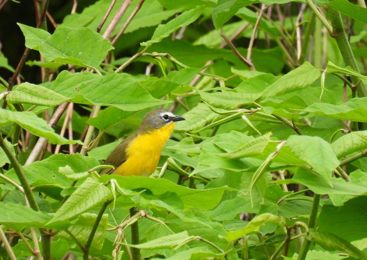 Yellow-breasted Chat - ML619117174