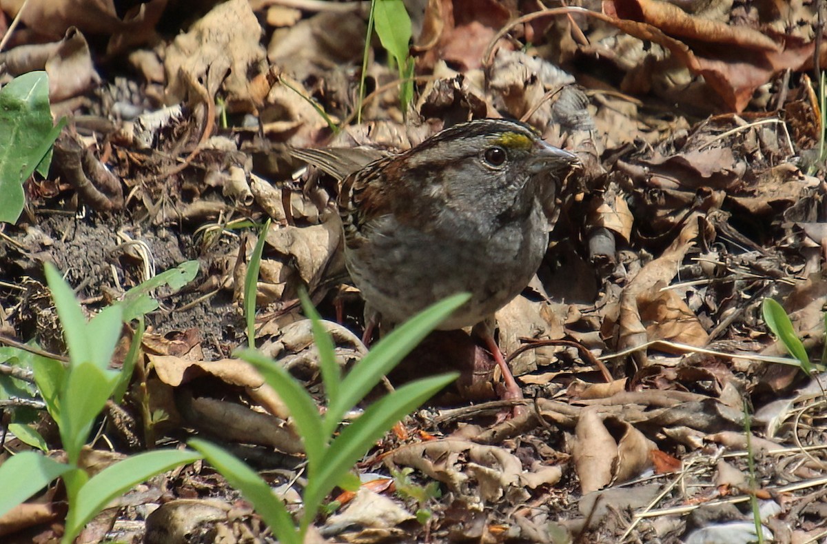 White-throated Sparrow - ML619117186