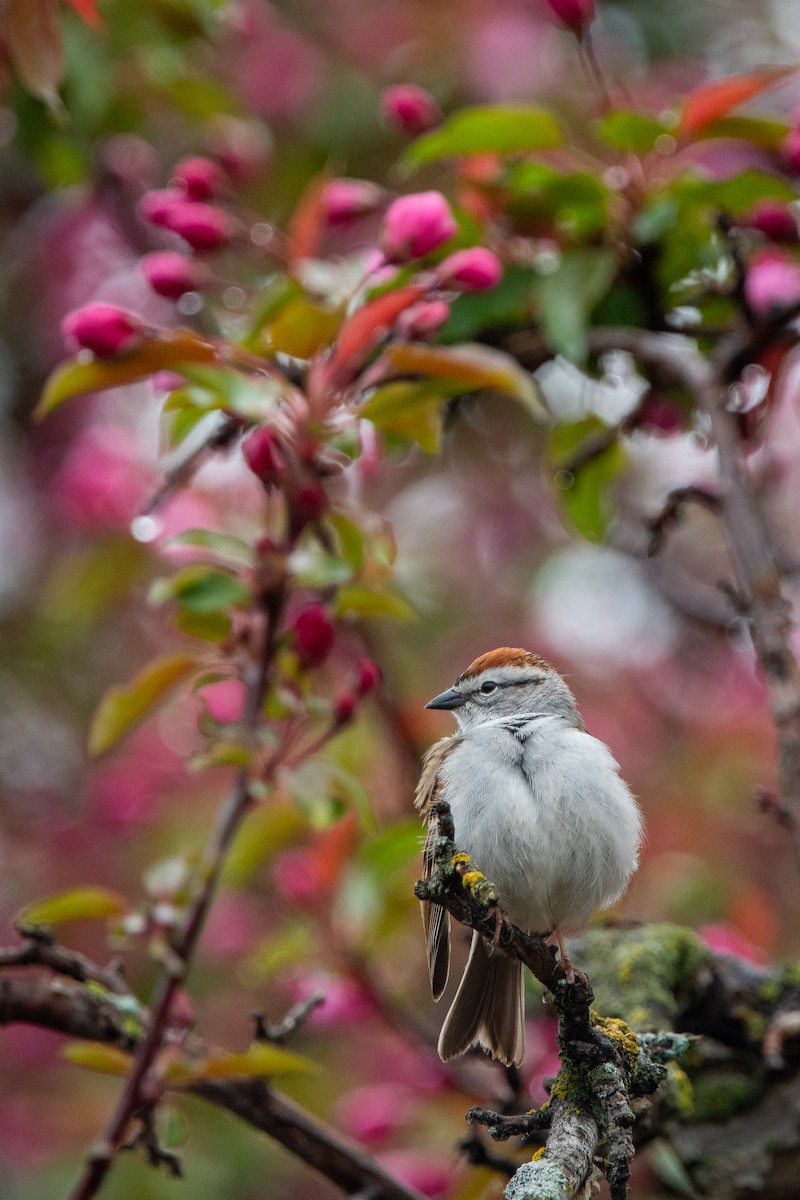 Chipping Sparrow - ML619117245