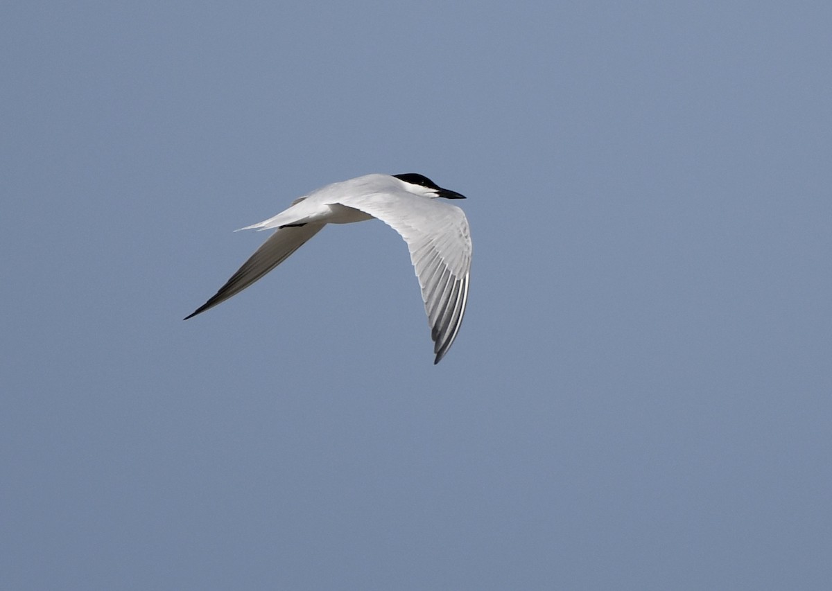 Gull-billed Tern - ML619117308